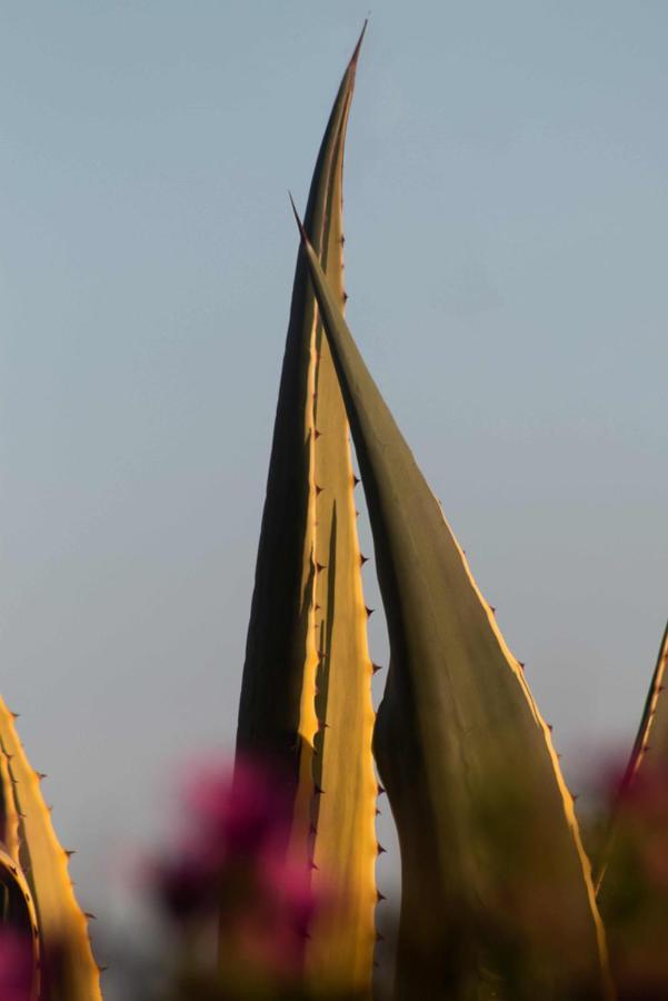 Monte Horizonte - The Private Villas - Eco & Nature (Adults Only) Сантиагу-ду-Касен Экстерьер фото